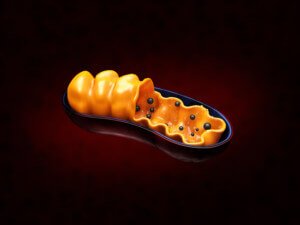 3d Rendering of Mitochondria - realistic illustration on red background