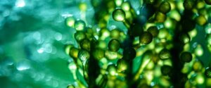 artikel chlorella