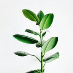 detoxwebinar