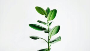 detoxwebinar